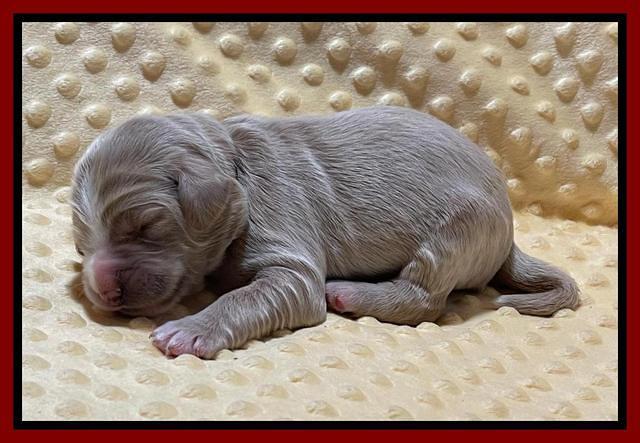 Kenzie Flynn pups 1 week old 171