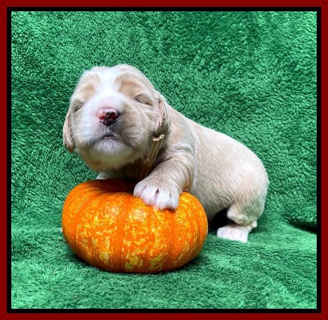 Kenzie Flynn pups 2 wks old 211