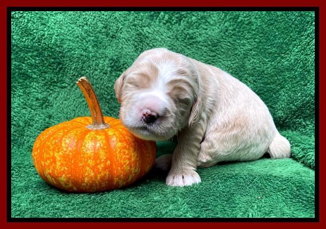 Kenzie Flynn pups 2 wks old 221