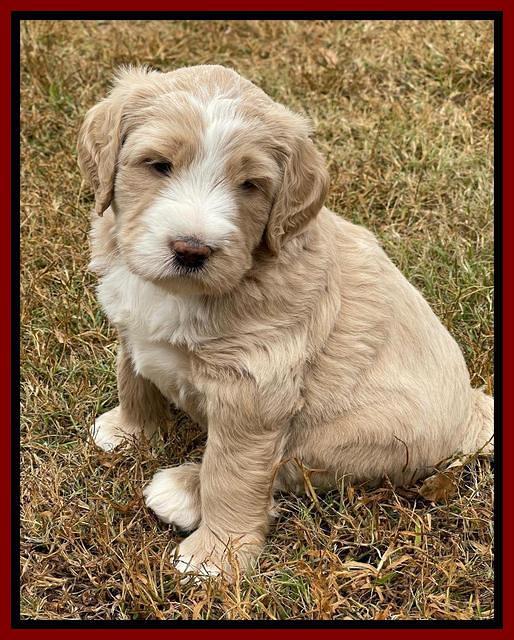 Kenzie Flynn pups 5 wks old 231