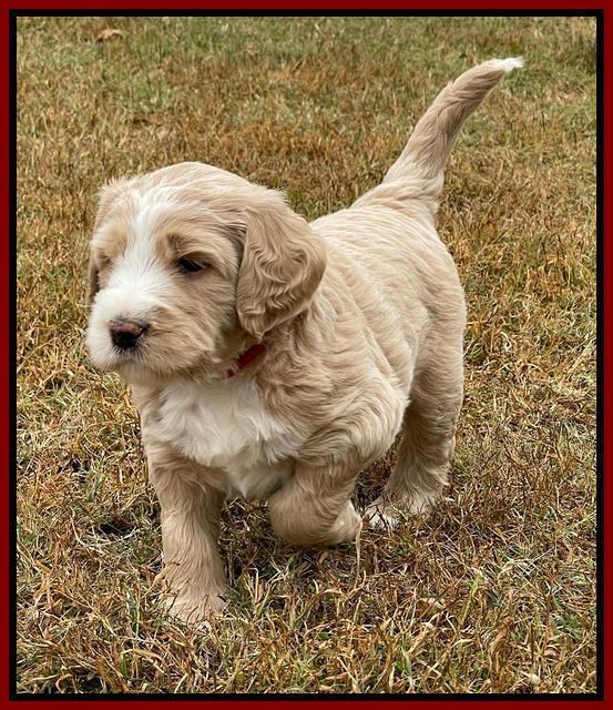 Kenzie Flynn pups 5 wks old 241