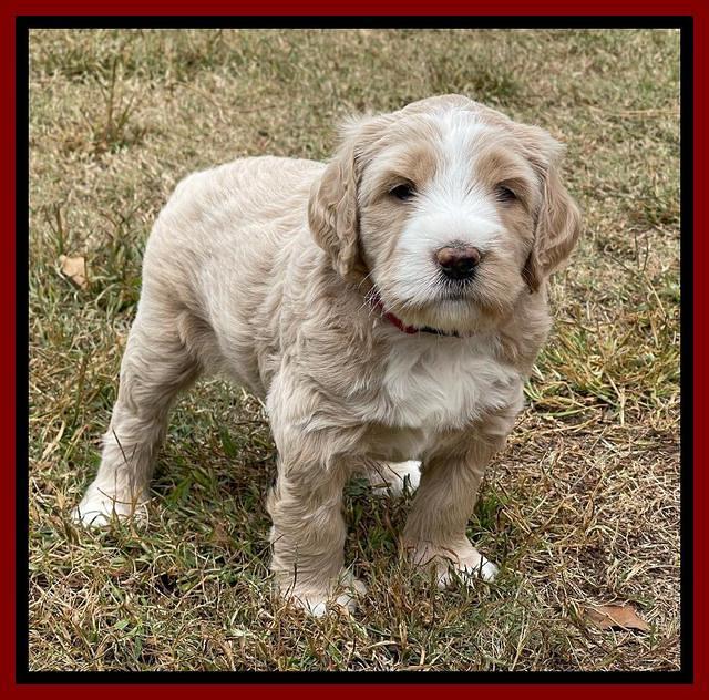 Kenzie Flynn pups 5 wks old 261