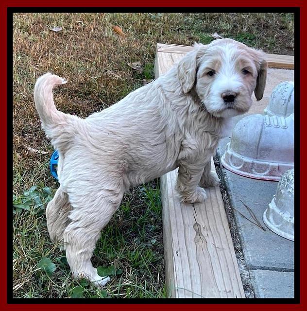 Kenzie Flynn pups 5 wks old 271
