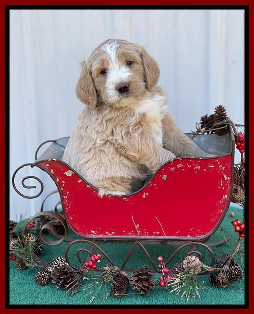 Kenzie Flynn pups 6 wks old 281