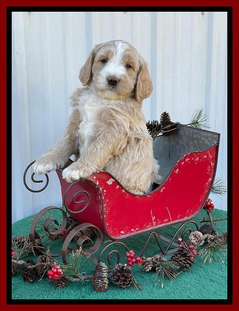 Kenzie Flynn pups 6 wks old 291