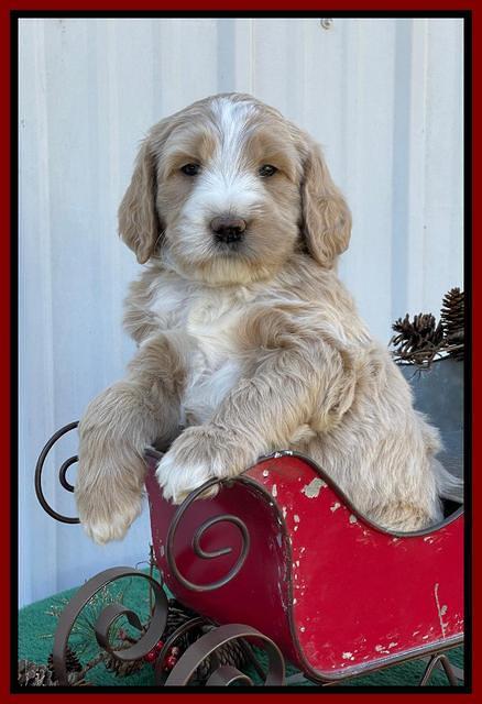 Kenzie Flynn pups 6 wks old 301