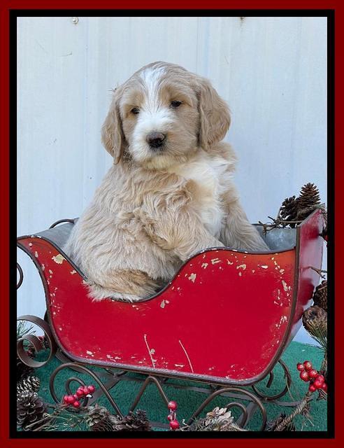 Kenzie Flynn pups 6 wks old 311