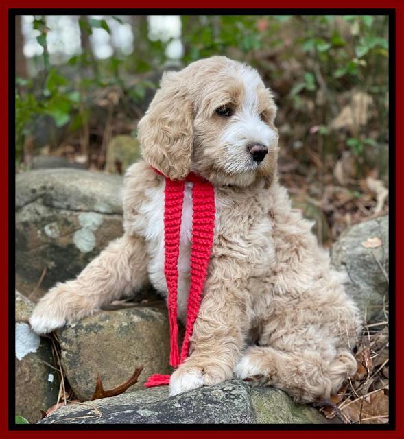 Kenzie Flynn pups 8 wks old 13100