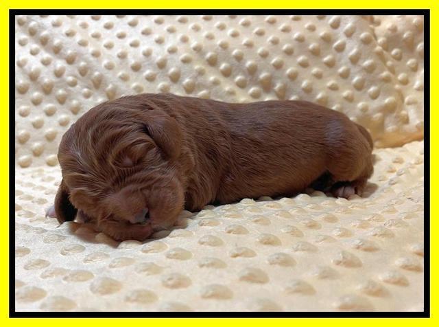 Kenzie Flynn pups 1 week old 191