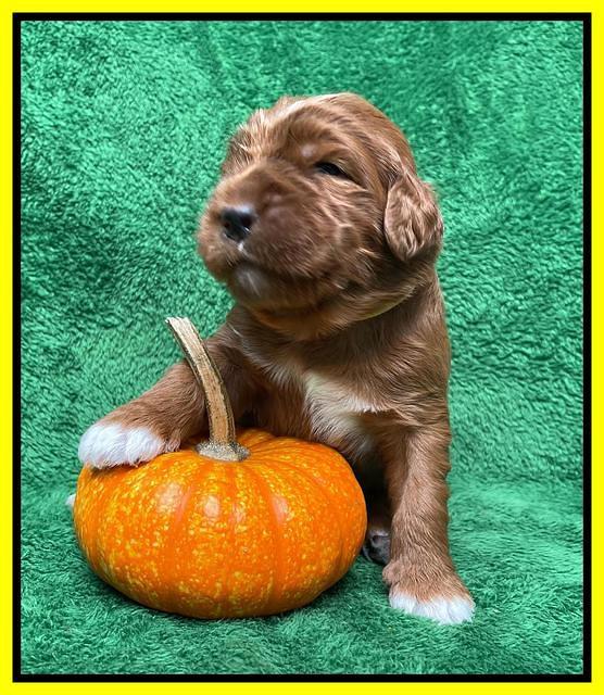 Kenzie Flynn pups 2 wks old 231