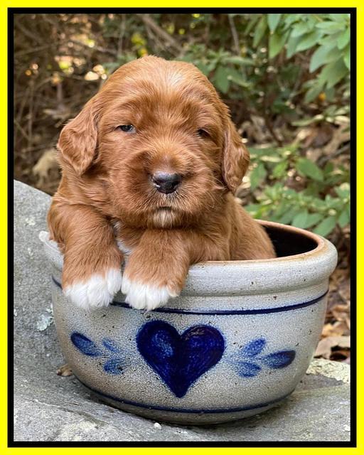 Kenzie Flynn pups 3 wks old 281