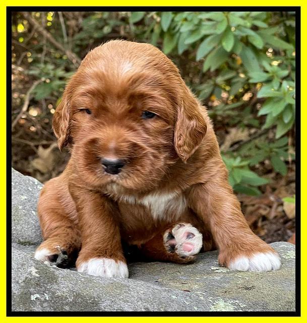 Kenzie Flynn pups 3 wks old 301