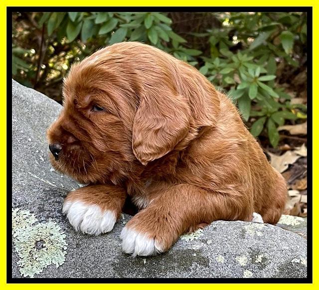 Kenzie Flynn pups 3 wks old 311