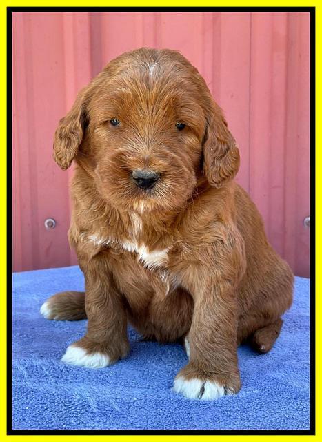 Kenzie Flynn pups 4 wks old 34!