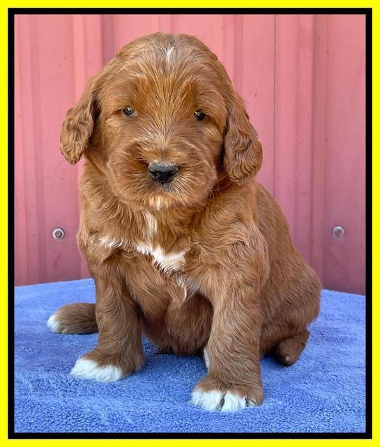 Kenzie Flynn pups 4 wks old 35!