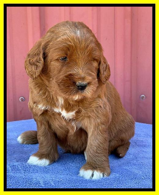 Kenzie Flynn pups 4 wks old 36!