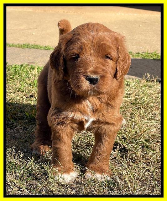 Kenzie Flynn pups 5 wks old 311