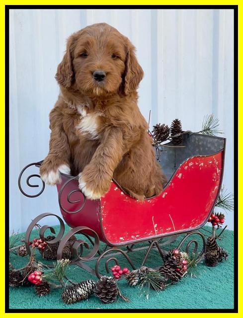 Kenzie Flynn pups 6 wks old 331