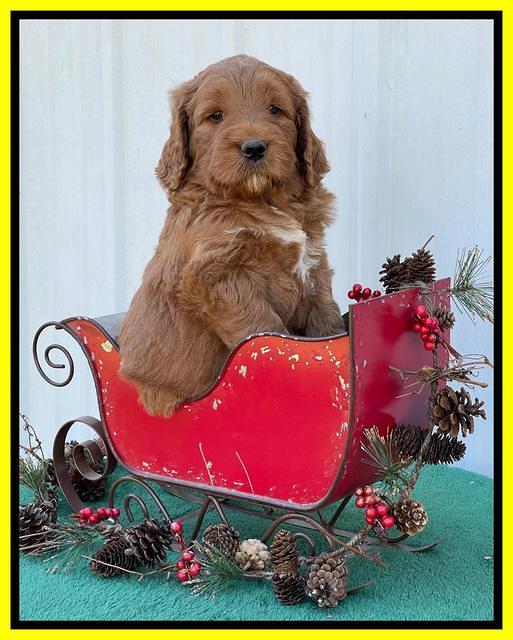 Kenzie Flynn pups 6 wks old 341