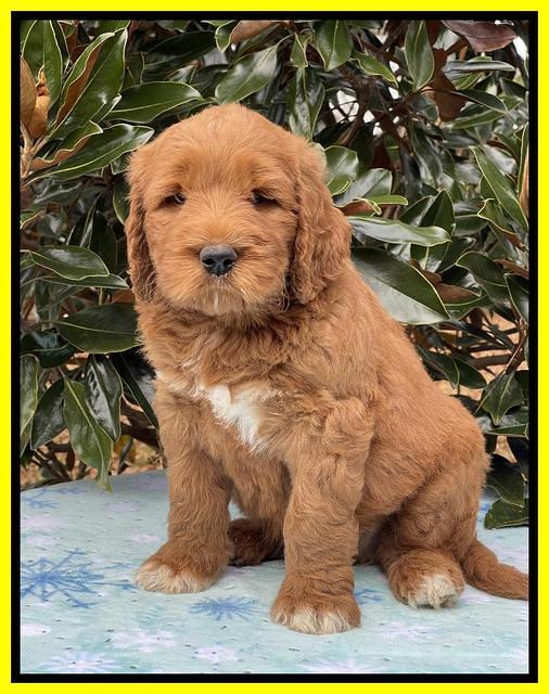 Kenzie Flynn pups 7 wks old 321