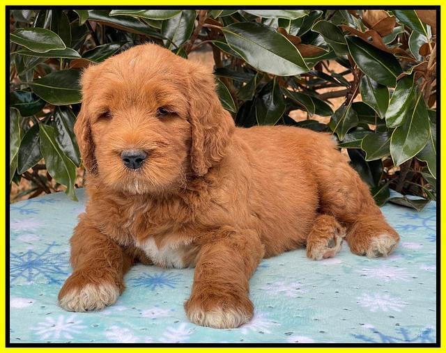 Kenzie Flynn pups 7 wks old 351