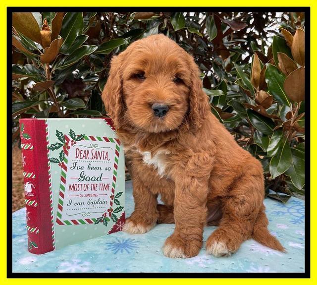 Kenzie Flynn pups 7 wks old 361