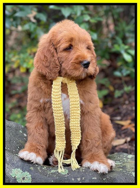 Kenzie Flynn pups 8 wks old 171
