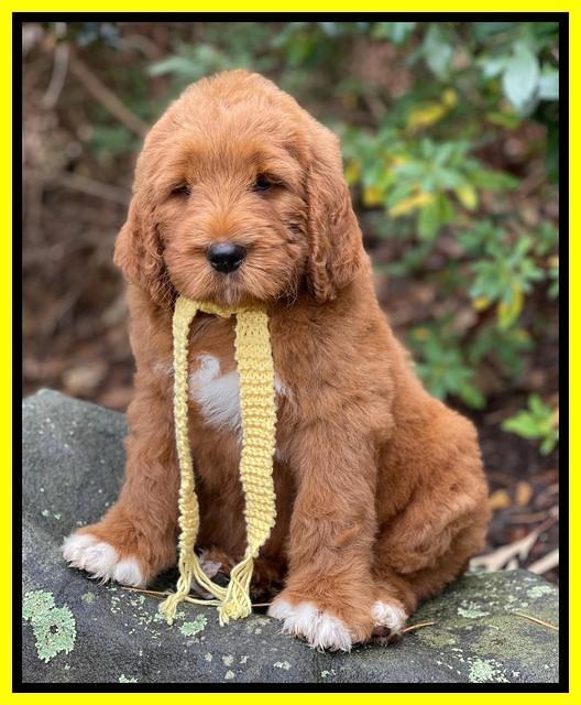 Kenzie Flynn pups 8 wks old 181