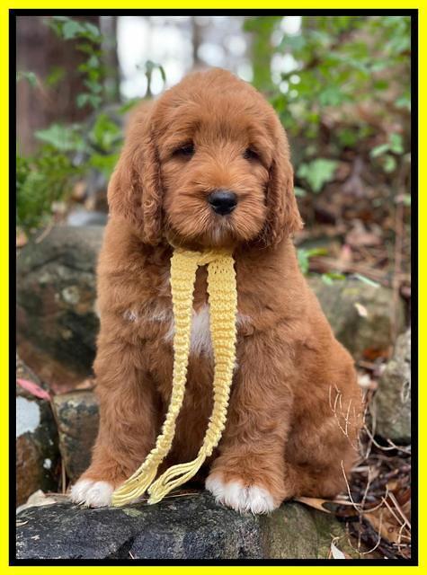 Kenzie Flynn pups 8 wks old 201