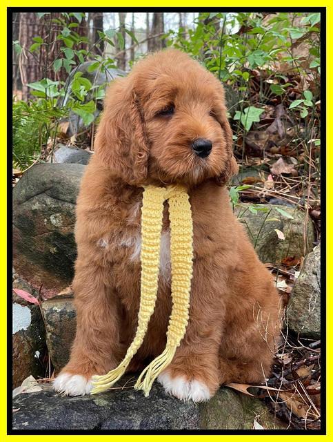 Kenzie Flynn pups 8 wks old 211