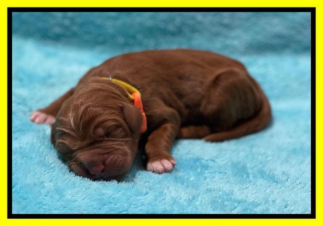 Kenzie Newborn pics 101