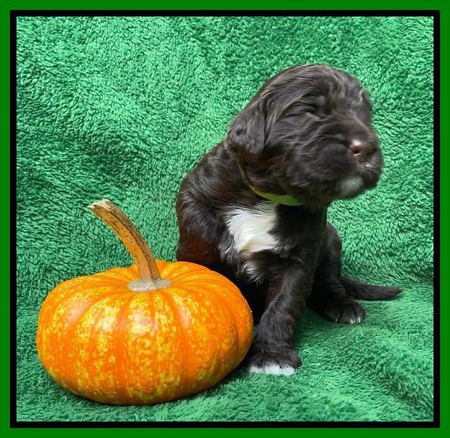 Kenzie Flynn pups 2 wks old 281