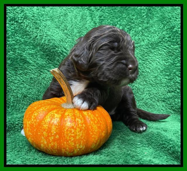 Kenzie Flynn pups 2 wks old 291