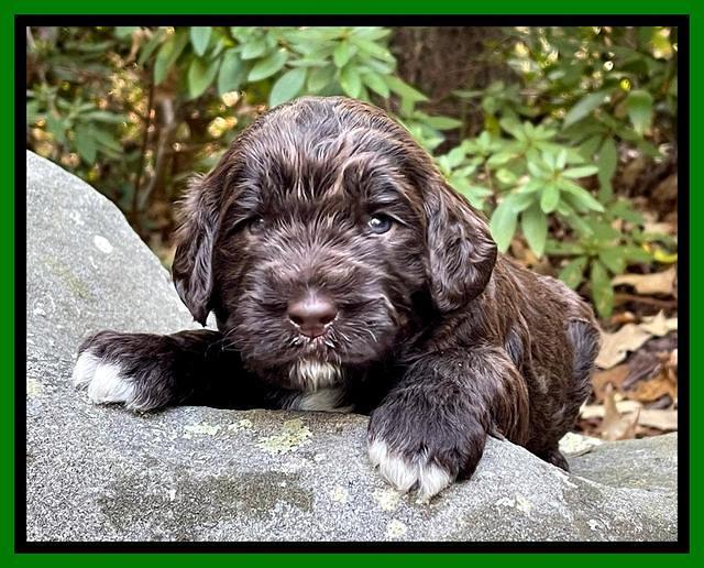 Kenzie Flynn pups 3 wks old 321