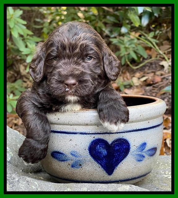 Kenzie Flynn pups 3 wks old 331