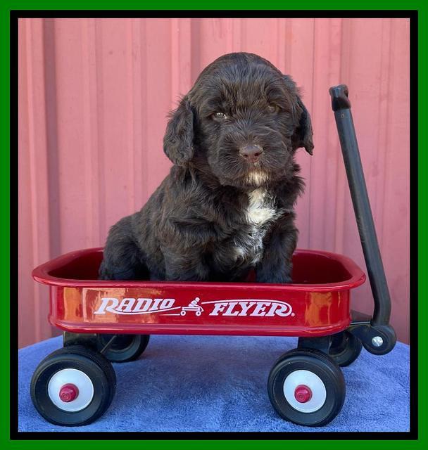 Kenzie Flynn pups 4 wks old 37!