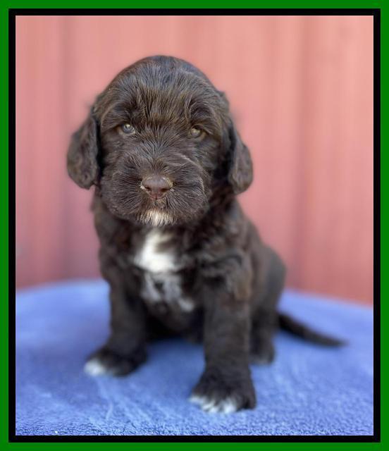 Kenzie Flynn pups 4 wks old 41!