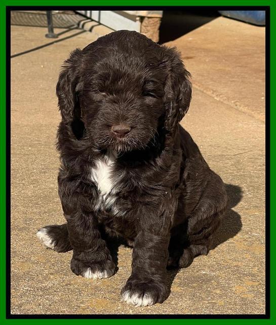 Kenzie Flynn pups 5 wks old 331