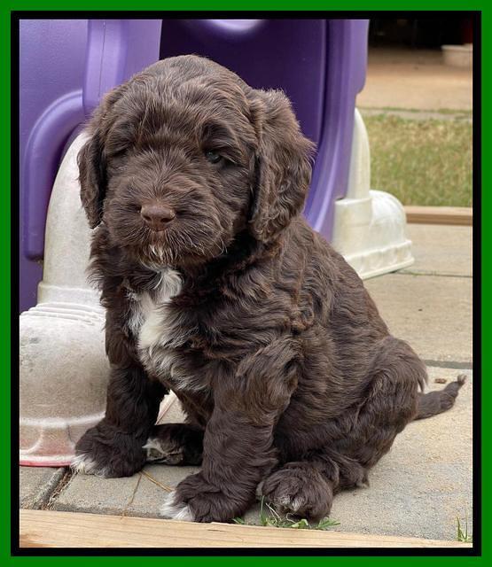 Kenzie Flynn pups 5 wks old 361