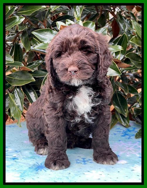 Kenzie Flynn pups 7 wks old 421