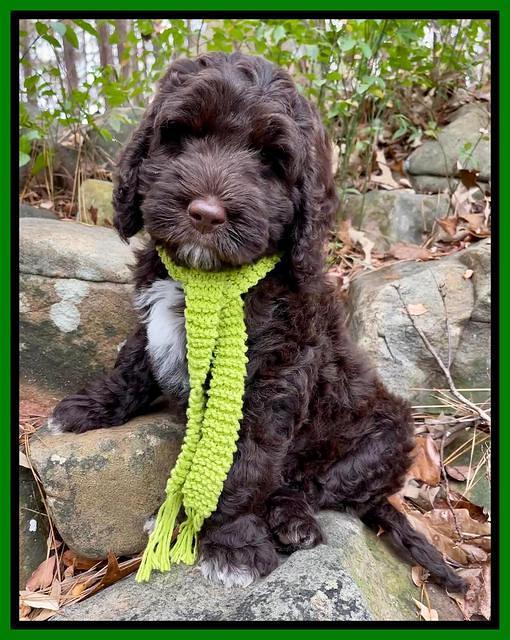 Kenzie Flynn pups 8 wks old 1100