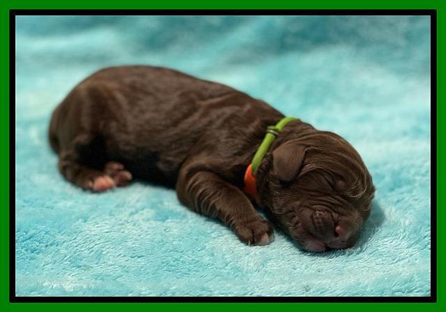 Kenzie Newborn pics 111