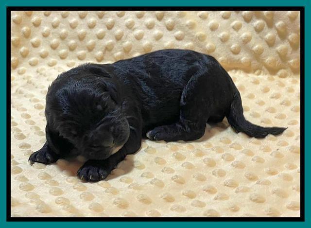 Kenzie Flynn pups 1 week old 251