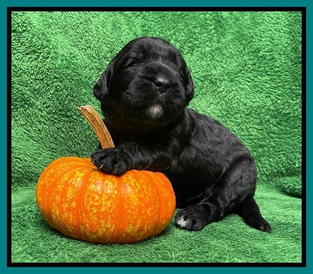 Kenzie Flynn pups 2 wks old 311