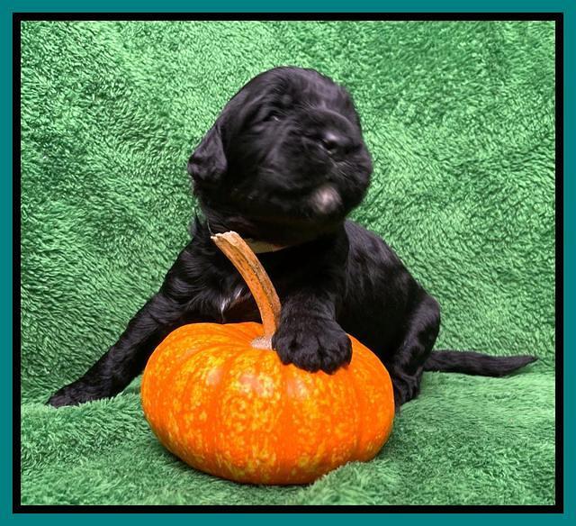 Kenzie Flynn pups 2 wks old 321