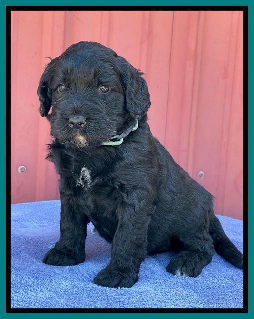 Kenzie Flynn pups 4 wks old 44!