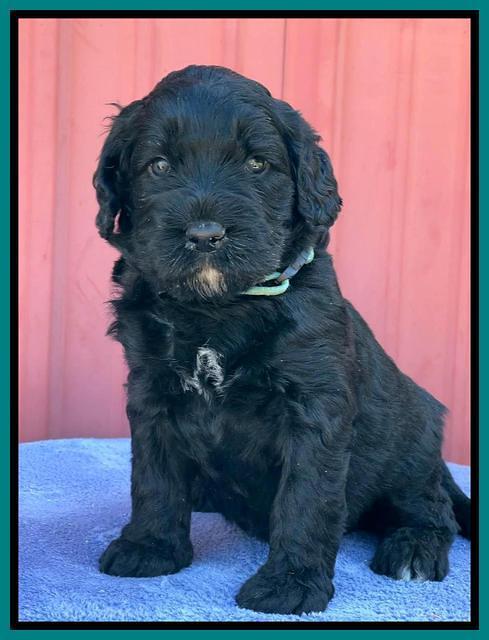 Kenzie Flynn pups 4 wks old 45!
