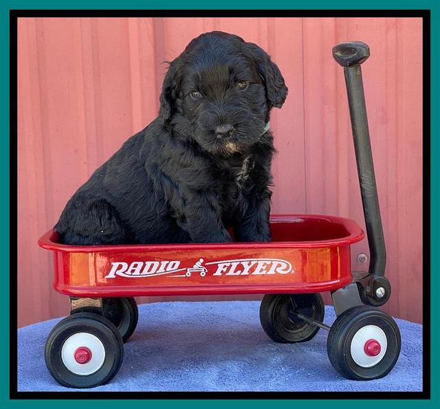 Kenzie Flynn pups 4 wks old 46!