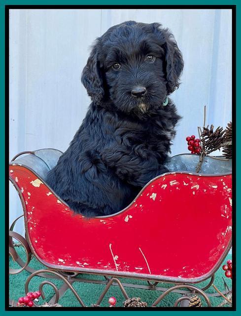 Kenzie Flynn pups 6 wks old 441