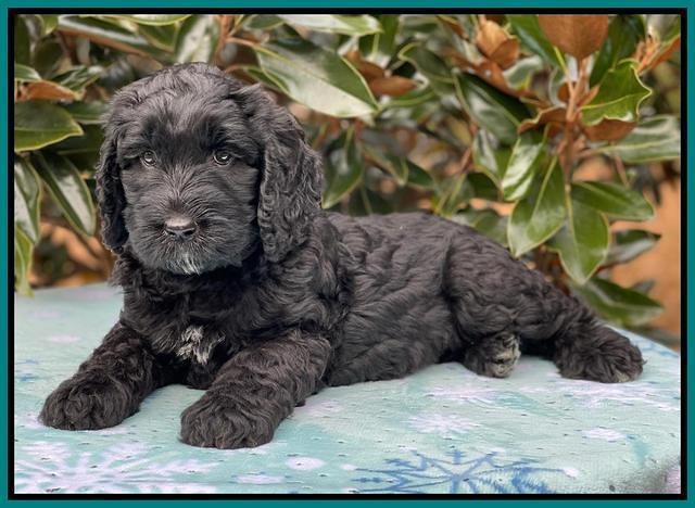 Kenzie Flynn pups 7 wks old 451